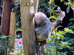 -广州长隆野生动物世界