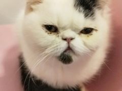 -三花喵·撸猫购宠·宠物生活馆(虹桥南丰城店)