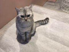 -猫儿山۰猫主题餐厅