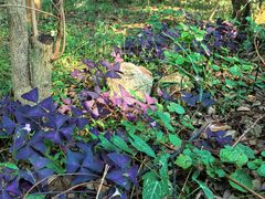 -宝岩生态观光园