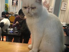 -猫小院猫主题咖啡厅(北锣店)