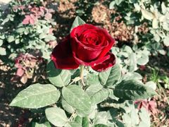 -人民公园(罗湖区)