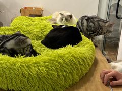 -有喵·猫咖·狗咖·30几只猫10只小狗(岗厦店)