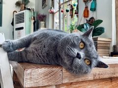 -海边的猫和咖啡馆
