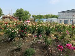 -鹅湖玫瑰文化园