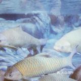 魔都上海2日游攻略推荐3