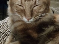 -猫猫幼稚园·撸猫·桌游·电玩