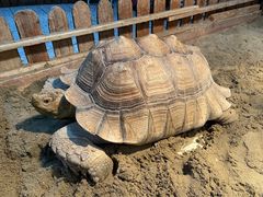 -上海大自然野生昆虫馆(东方明珠·爬宠昆虫探索中心)