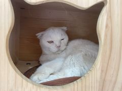 -喵园·猫主题咖啡厅·撸猫·猫咖(国贸店)