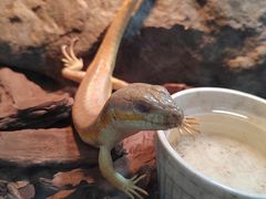 -青石桥花鸟鱼虫市场(叠翠城店)