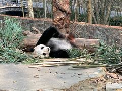 -都江堰中华大熊猫苑
