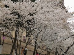 -武汉大学-樱园