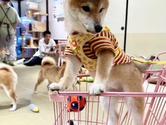-逗柴咖啡屋·狗咖猫咖宠物桌游