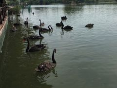 -五缘湾湿地公园