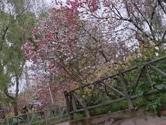 -南汇桃花村