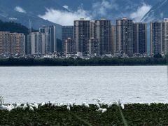 -洱海月湿地公园