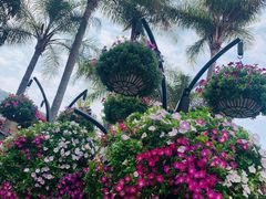 -深圳仙湖植物园