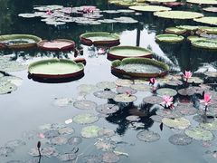 -中国科学院西双版纳热带植物园