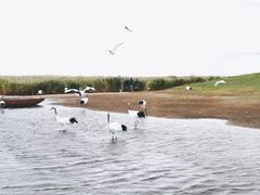 -黑龙江扎龙生态旅游区