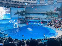 -海合安成都极地海洋公园