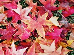 -北京动物园-畅观楼