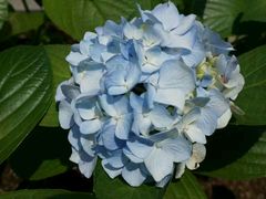 -龙头岩(Dragon Head Rock)