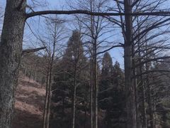 -四明山国家森林公园