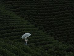 -白茶原·一片叶子