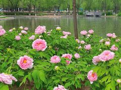 -石家庄市植物园