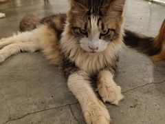 -more than meow吴止猫主题餐厅(承德 中船汇店)