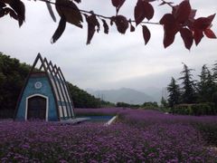 -曲江薰衣草庄园