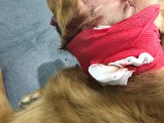 -爱侣宠医·鹦鹉专科·小型哺乳类·异宠专科(灵石路店)