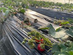 -胜丰草莓采摘园