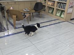 -瑞派名望24h动物医院异宠专科·猫专科·骨科·重症监护分院