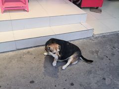-518牛肉拉面馆(包河花园店)