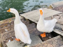 -豫园湖心亭茶楼