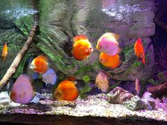 -上海海洋水族馆