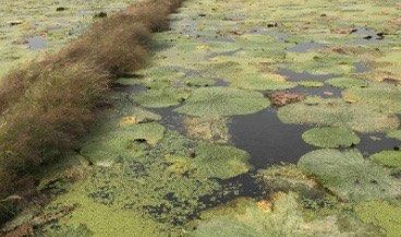 -水八仙生态园