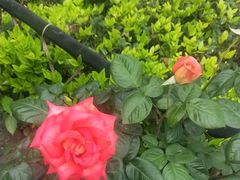 -九鼎轩脆毛肚火锅(商业街店)