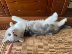 -1013 PET SHOP精品宠物商店(丁香店)