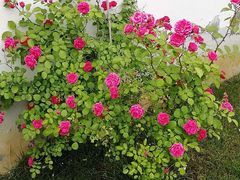 -龙湖东院农庄(乡间小路店)