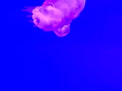 -多彩贵州城极地海洋世界