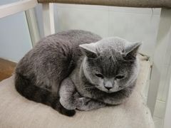 -喵的天空名猫咖啡馆·撸猫·猫舍·用品