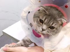 -伟伟宠物医院·CT影像中心·瑞派犬猫综合性门诊(汉口总院)