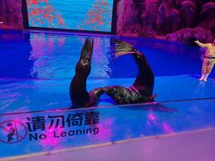 -芜湖新华联大白鲸海洋公园