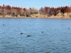 -溱湖国家湿地公园