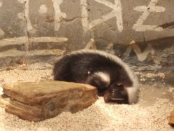 -Zoolung Zoolung动物主题公园(海信广场店)