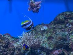 -西海国立公园九十九岛水族馆
