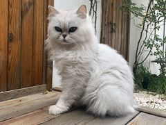 -喵屿·大理花园猫咖