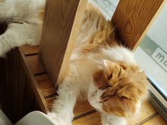 -猫的茶·猫咖